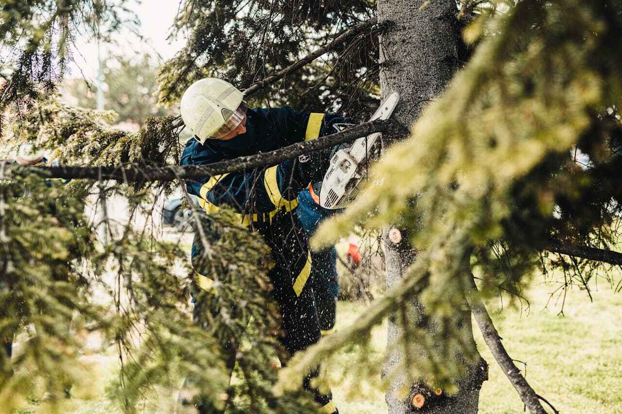 The Steps Involved in Our Tree Care Process in Parkesburg, PA